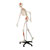 Skeleton with muscles incl. stand, flexible