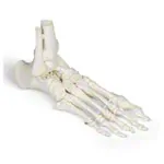 Product image: Foot skeleton with tibia and fibula attachment, movably mounted