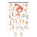 Product image: Mini Poster - Strength training for your shoulder -, LxW 34x24 cm