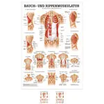 Product image: Mini-Poster - abdominal and intercostal muscles, - L x W 34x24 cm