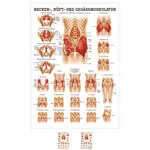 Product image: Mini-Poster - buttocks, hips and pelvic muscles, - L x W 34x24 cm