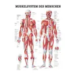 Mini-Poster - muscular system - , L x W 34x24 cm, laminated