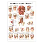 Mini-Poster - musculature of the head, - L x W 34x24 cm