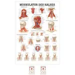 Poster - muscles of the neck, - L x W 70x50 cm
