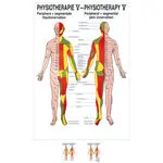 Posters - cutaneous innervation - , L x W 70x50 cm