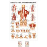 Posters - shoulder or back muscles, - L x W 70x50 cm