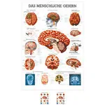 Wall chart - The Brain - , LxW 100x70 cm