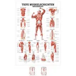Muscles of the Leg. 50 x 70 cm : : Stationery & Office